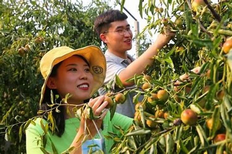 种鲜枣施什么肥