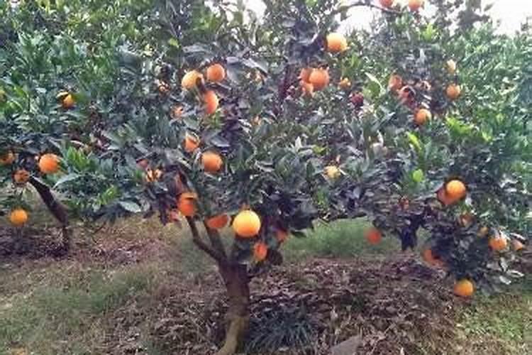 想让脐橙又大又圆,果肉鲜美,来看看它