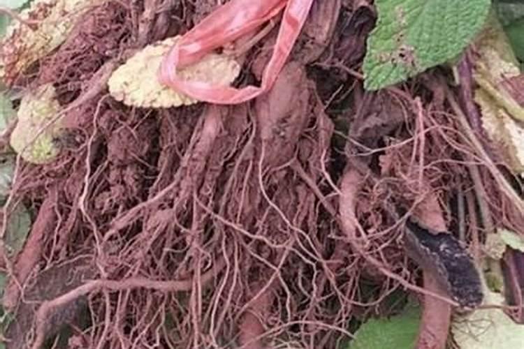 茶叶被霜打了怎么办