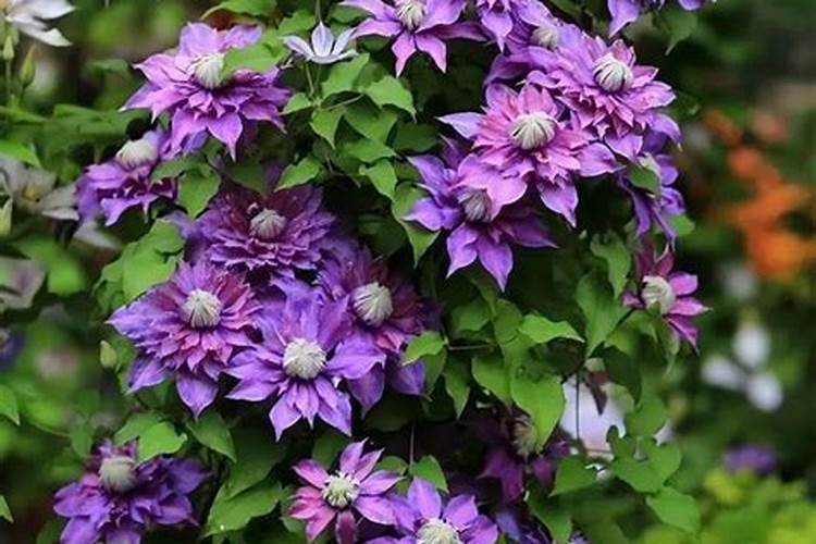 钙镁磷肥怎样用效果好 钙镁磷肥使用注意事项有哪些