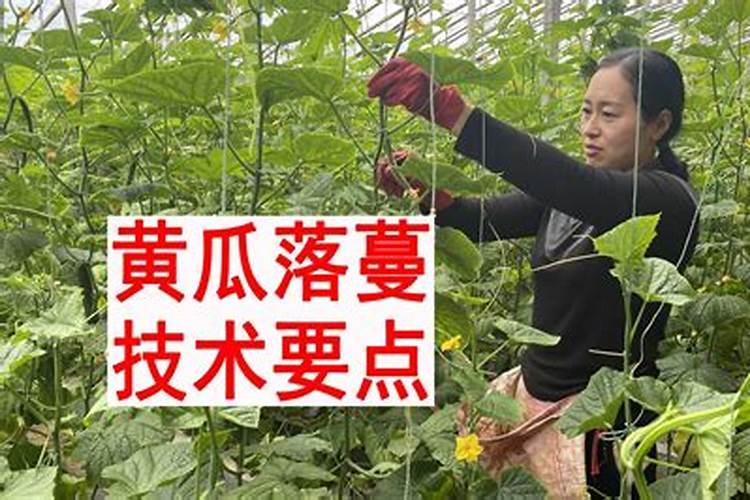 如何防止黄瓜早衰