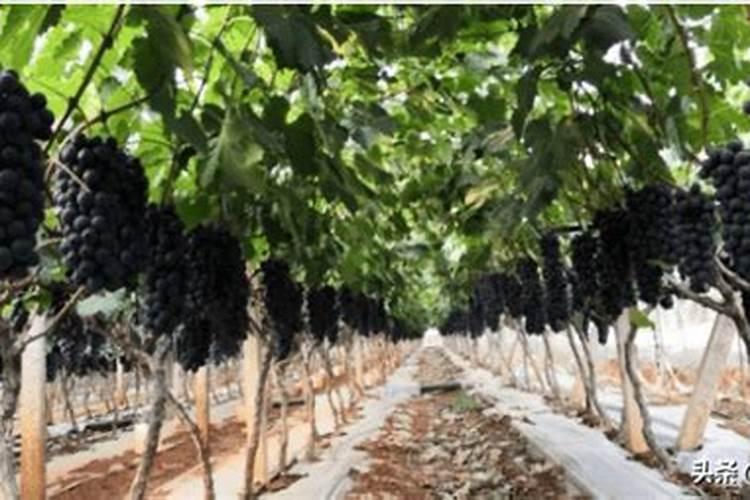 夏黑葡萄不甜的状况怎么去改变