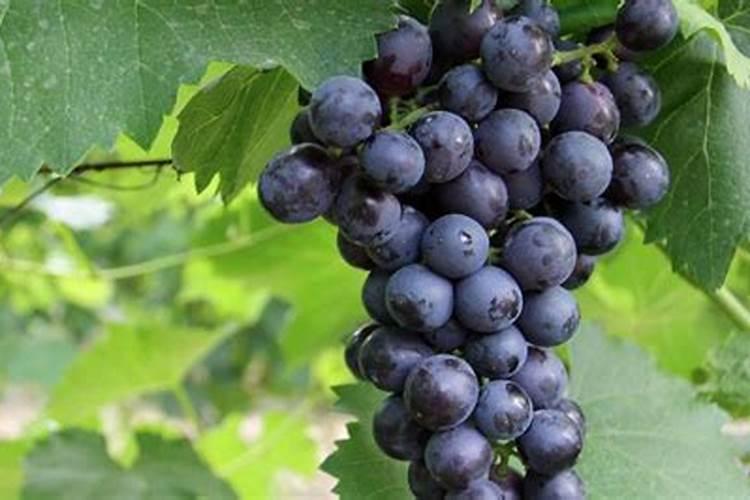 夏黑葡萄着色期水肥管理
