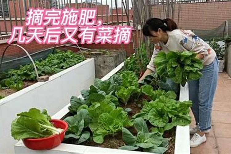 种菜用什么追肥长得快
