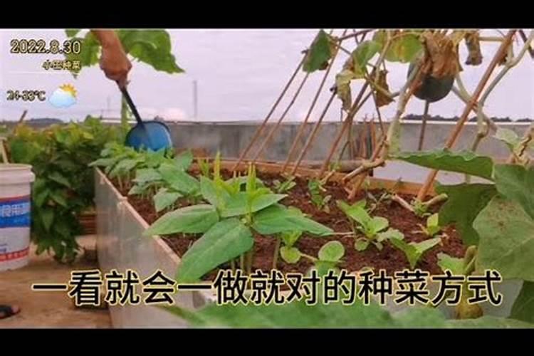 种菜用什么追肥长得快