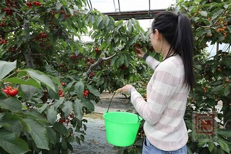 氮肥的使用方法和技巧