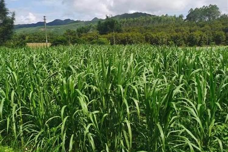 玉米种上多少天打控旺剂