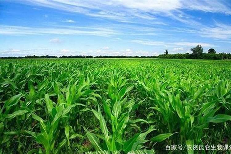 钙肥的作用与功效