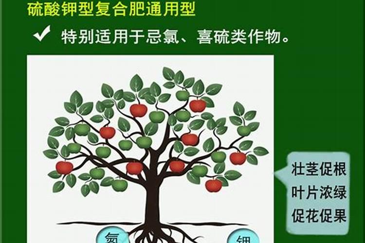 牡丹花可以喷叶面肥吗 注意事项有哪些