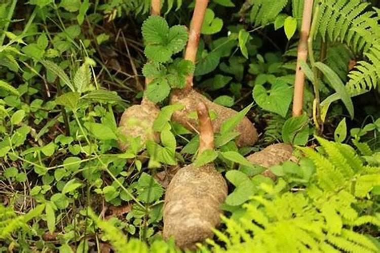 蟹爪兰冬天怎么浇水施肥