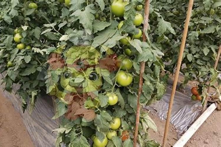 西红柿为什么会发生裂果现象呢 西红柿裂果的防控措施有哪些