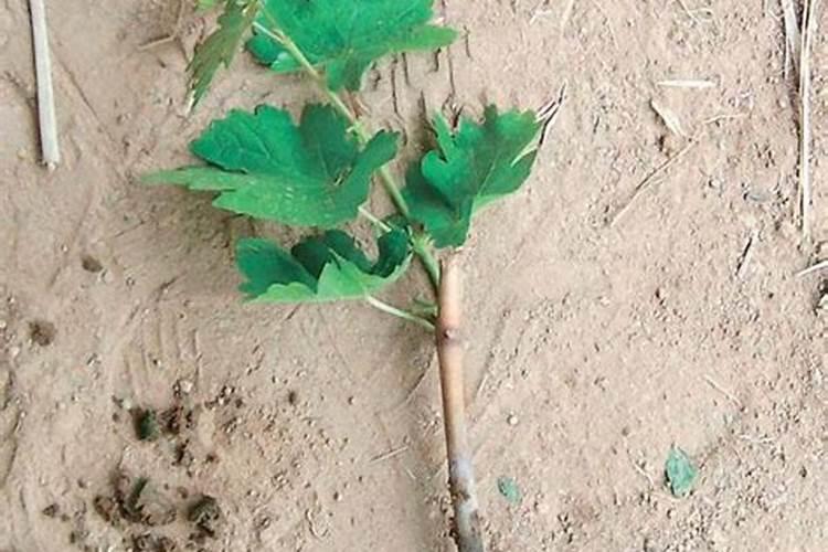 荔枝用什么药可以膨大