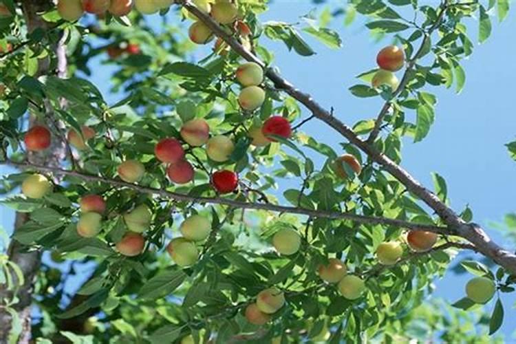 西葫芦高产使用鱼蛋白肥好不好