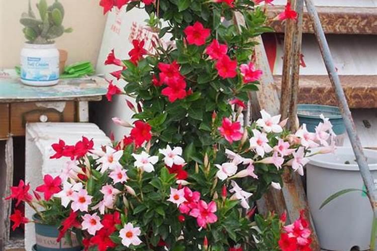 日照哪个海水浴场好玩干净