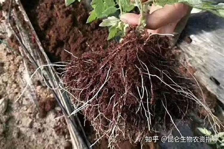 种胡麻底肥可以用硝酸铵钙吗