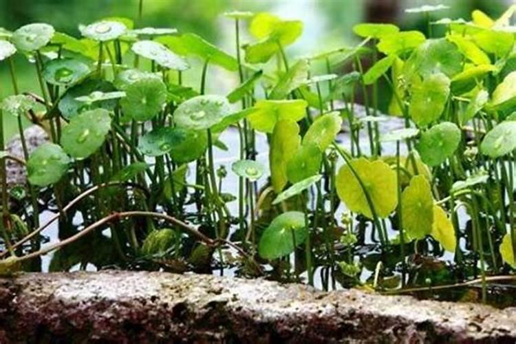 蟹爪兰有花苞施什么肥好