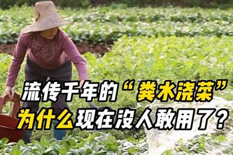 蔬菜浇什么肥料最好
