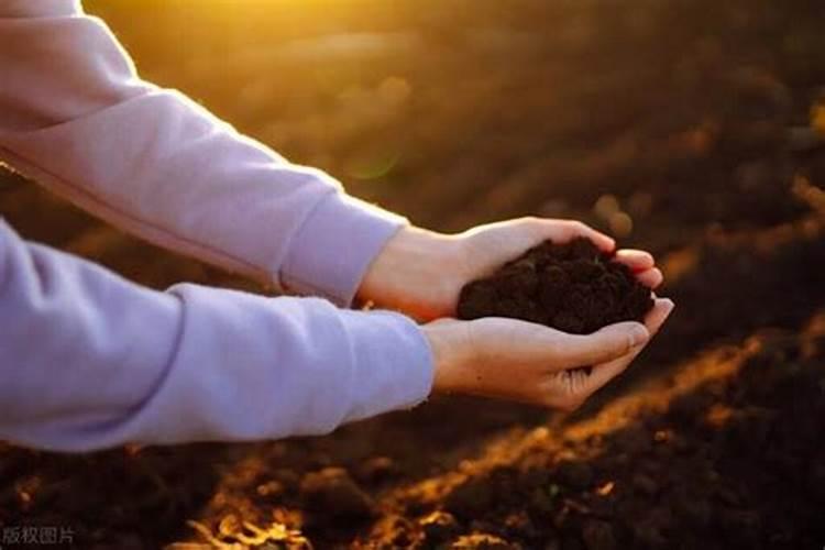 玉米喷苗后除草剂几天能浇水