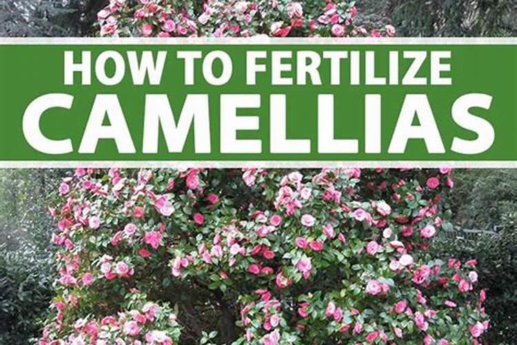 山茶花施肥时间