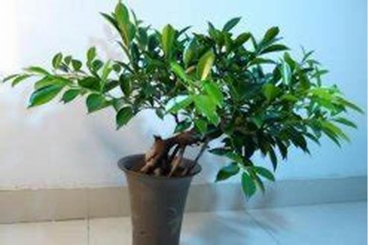 临澧花农种的莲蓬神似植物大战僵尸,种植莲蓬需要怎么料理？