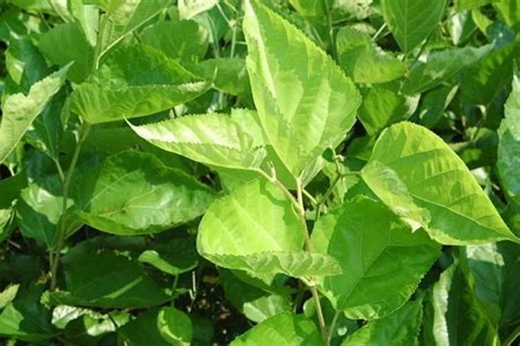 矿源黄腐酸钾的作用