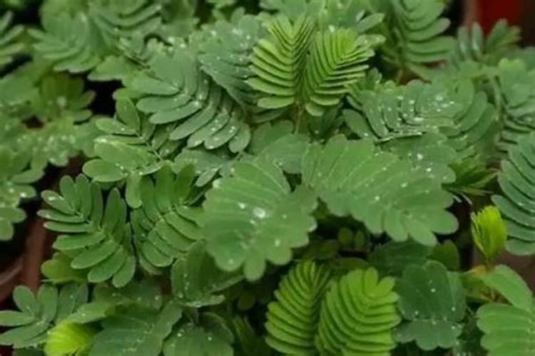 龙眼挂果期能喷哆效唑吗