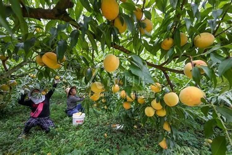 桃子为了增加甜度,施什么肥？