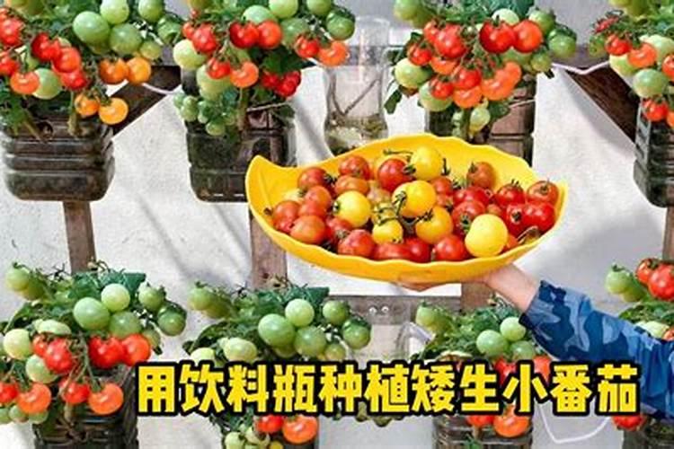 番茄生长要用几次硼肥