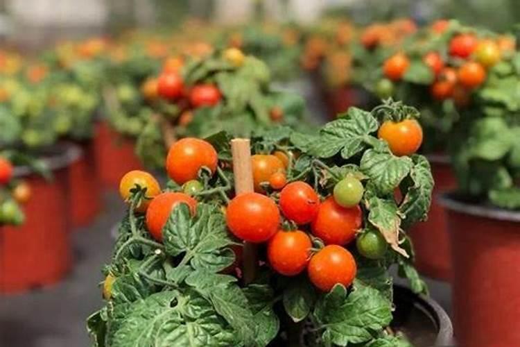 番茄产量高,施肥有技巧!这些很实用,一定要记牢!