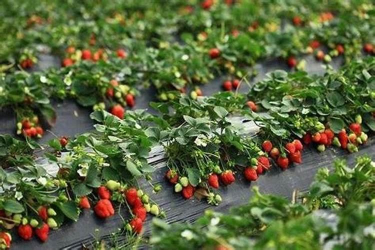 苹果树追肥用什么肥料好
