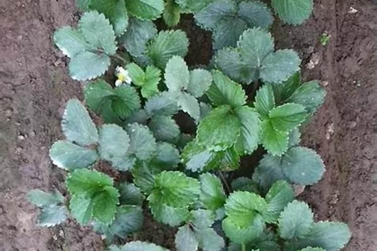 冬枣坐果怎样脱盘快