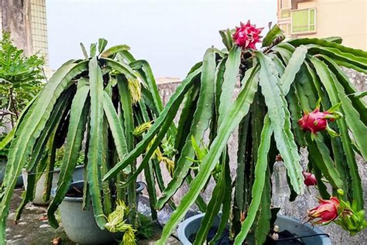 冬枣整个周期用什么肥料好一些？