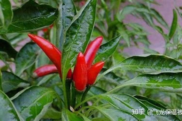 生根发芽是什么意思