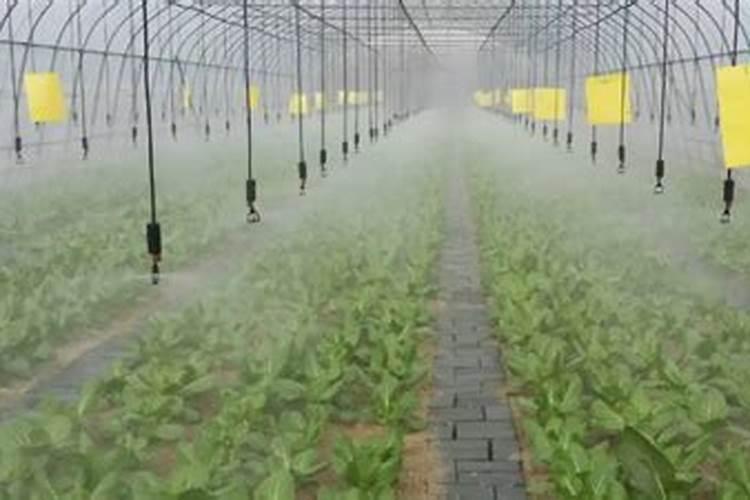 花卉叶面肥有哪些