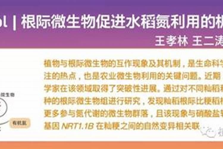 氮肥如何高效利用,氮肥的作用
