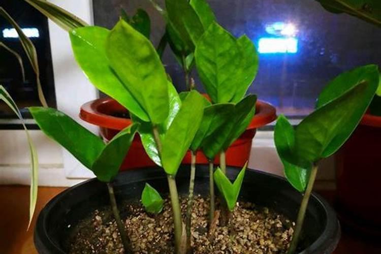 如何给金钱树施肥长得好