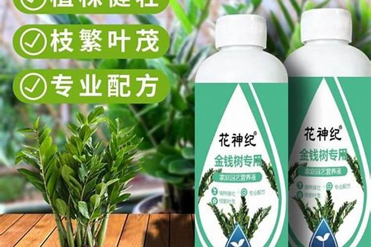 金钱树这是烂根了还是生病了？还能救活吗？