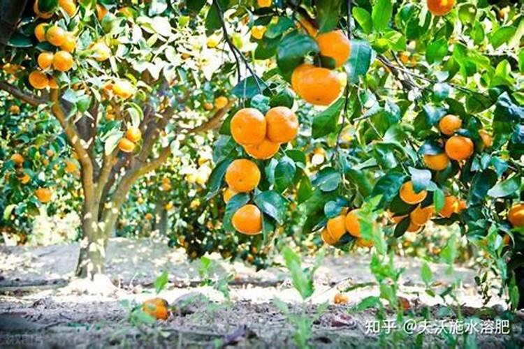 黄杨怎么浇水施肥