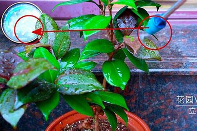 茶花的施肥方法是什么？