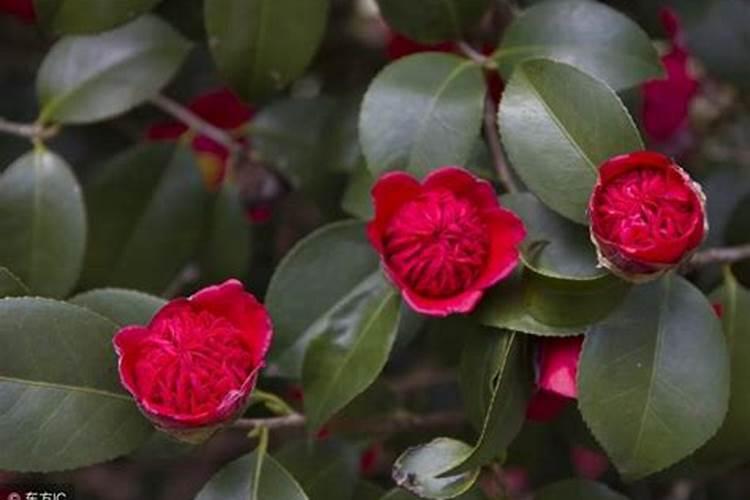 怎么给户外地栽茶花施肥