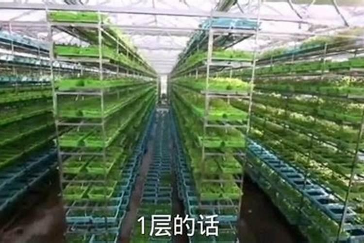 一亩地用多少硼肥 如何正确施硼肥