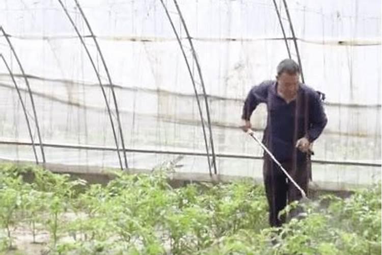 西瓜用流体钙氨基酸钙那个好？