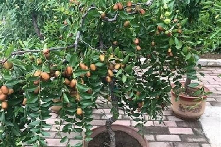果树春季种植与施肥方法