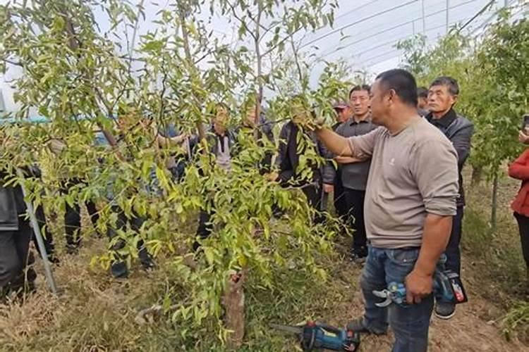 枣树什么时候施肥？