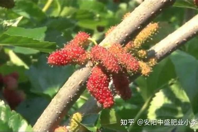 桑葚可以用大量元素水溶肥吗