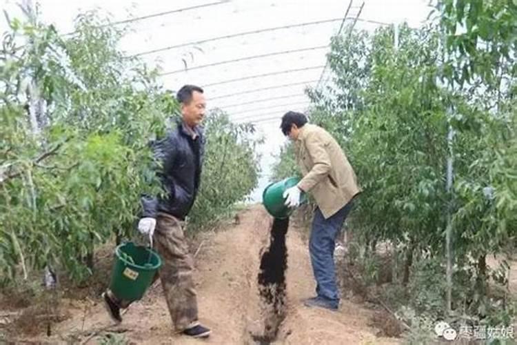 果树苗施化肥近会死吗