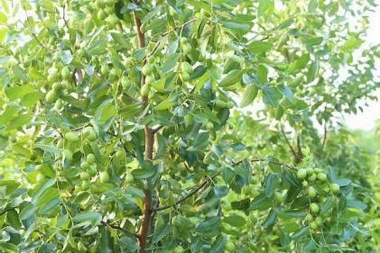 枣树底肥放什么肥好(底肥施用方法)