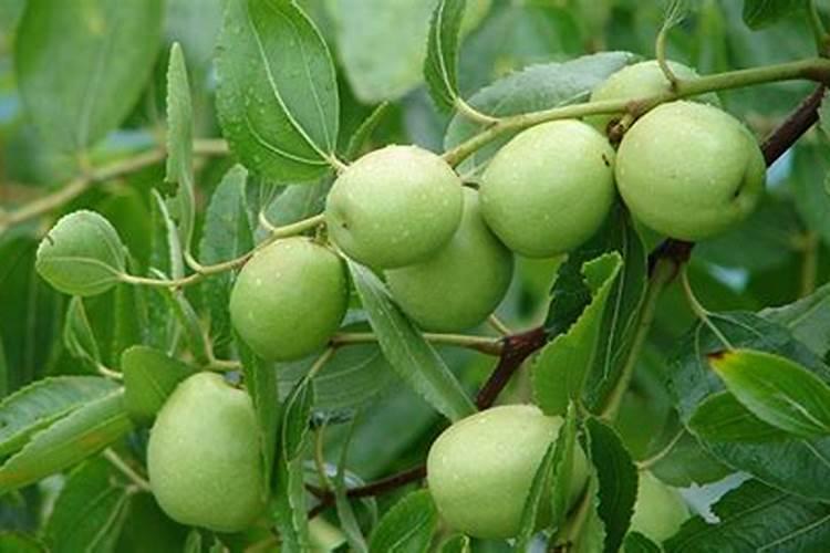 大枣膨大期上什么肥料产量高？大枣保花保果用哪种水溶肥效果好？