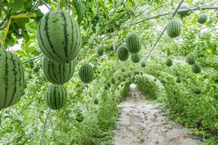 有机肥的标准是什么？