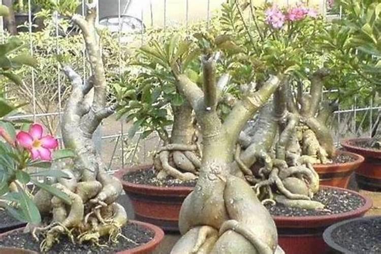苹果树打药时间与用药方法